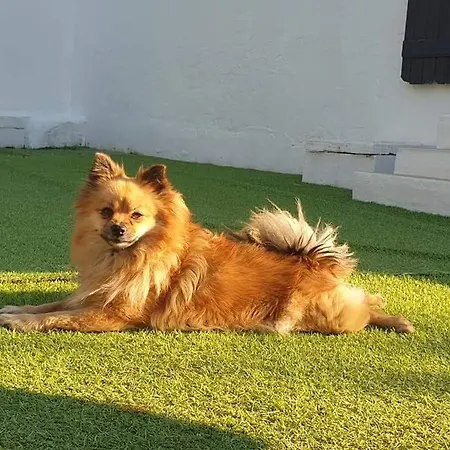 A Gravona Διαμέρισμα *