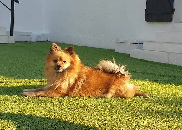 A Gravona 아파트 *